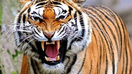 Masa Depan Harimau Sumatera