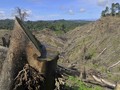Pemerintah Tambah Luasan Lahan Moratorium Hutan