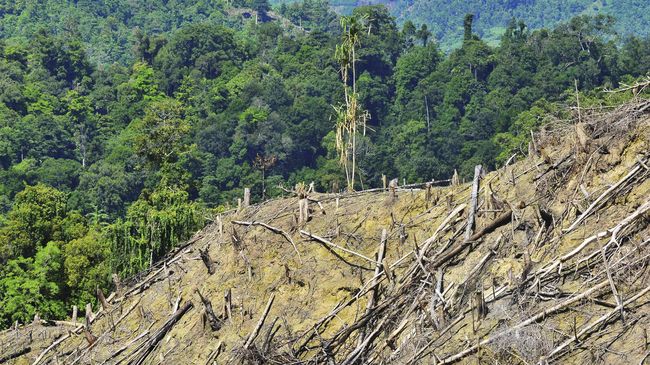 Pemerintah Tambah Luasan Lahan Moratorium Hutan