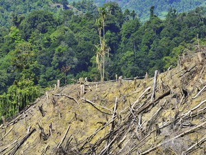 20 Juta Ha Hutan untuk Cadangan Pangan Bukan Deforestasi? Pakar UGM Bilang Begini
