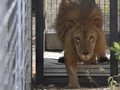 Singa Baru di Taman Nasional Liwonde