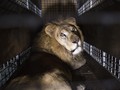 Singa Pemangsa Manusia di India Divonis Penjara Seumur Hidup