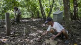 Sukar rutin membersihkan lokasi di sekitar batu nisan di Hutan Plumbon. Batu nisan dibangun oleh aktivis dan keluarga yang merasa kehilangan orang tercintanya saat tragedi 1965 pecah. (Getty Images/Ulet Ifansasti)