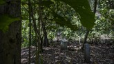 Batu nisan yang dibangun berada di bawah rimbun pohon jati di Hutan Plumbon. Daerah ini masuk kawasan kelurahan Wonosari, Kecamatan Mangkang, Semarang, Jawa Tengah. (Getty Images/Ulet Ifansasti)