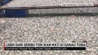 Ribuan Ton Ikan Mati Penuhi Danau Toba