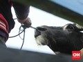 Kebijakan Impor Daging Kerbau 100 Ribu Ton jadi Sorotan
