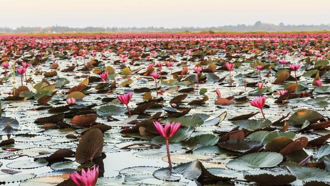 Gambar Bunga Terate Mekar - Gambar Ngetrend dan VIRAL