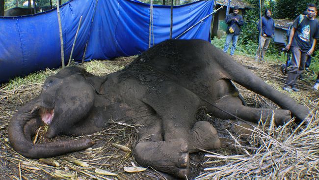 Gajah Mati di Kebun Binatang Bandung Dijadikan Bahan Edukasi