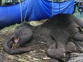Beredar Petisi untuk Menyelamatkan Kebun Binatang Bandung