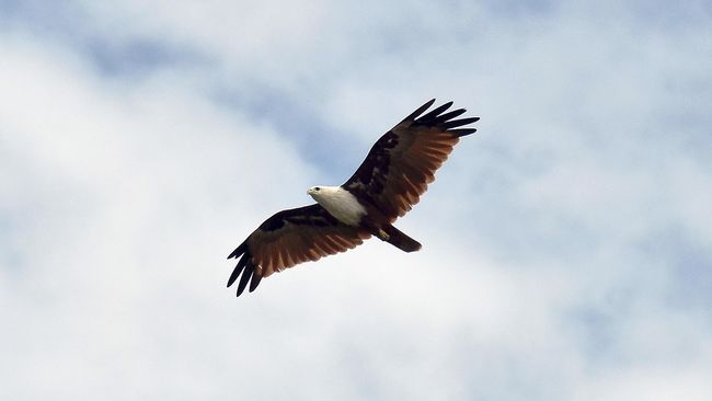  Terbang  Bersama Burung  Elang Berpaspor di Timur Tengah