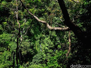 Gegara Makan Buah Kecubung, 3 Siswa SMP Demak Linglung di Hutan Somosari Jepara