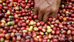 Pemerintah Berencana Bentuk Badan Pengelola Dana Kopi
