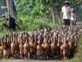 Kadin Bidik 1 Juta Peternak Bermitra dengan Pengusaha