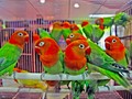 Lepas Penat Bercengkrama dengan Kicau Burung
