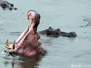 Kuda Nil Ganas Seruduk Kapal, 11 Penumpang Hilang