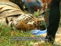 Harimau Disita dari Kuil di Thailand