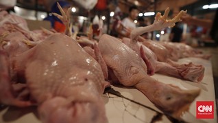 Menengok Proses Pemotongan Ayam Halal Secara Massal