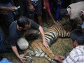 Harimau Sumatra Ditombak Mati Usai Merangsek Rumah Warga