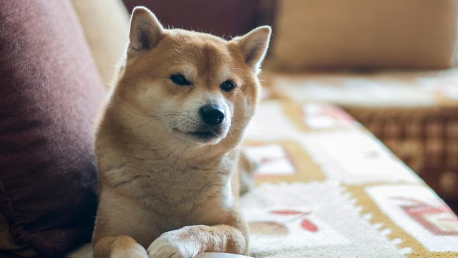 Anjing Shiba  Inu Imut yang Jadi Magnet Turis di Kyushu