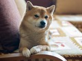 Anjing Shiba Inu Imut yang Jadi Magnet Turis di Kyushu