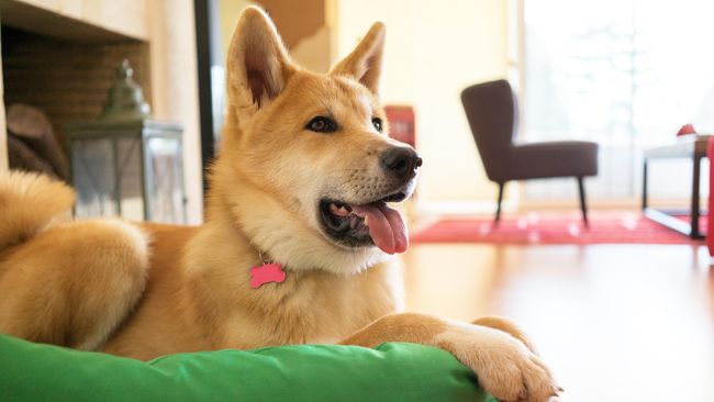 Bar Anjing Cara Unik Denmark Pikat Wisatawan Jerman