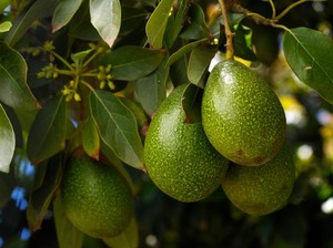 Manfaat Daun Alpukat untuk Menjaga Kesehatan, Ini Cara Mengonsumsinya