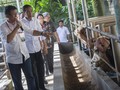 Izin Mandeg di Mendag, Importir Sapi Kritik Paket Kebijakan