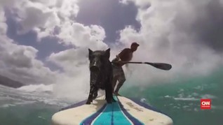 Perkenalkan Kama, Babi yang Berselancar di Pantai Hawaii