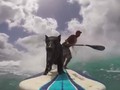 Perkenalkan Kama, Babi yang Berselancar di Pantai Hawaii