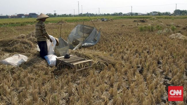 Petani Sebut Serapan Beras Bulog Tidak Maksimal