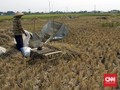 Petani Sebut Serapan Beras Bulog Tidak Maksimal
