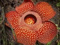 Penemuan Habitat Baru Bunga Langka di Bukit Kaba
