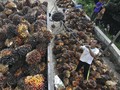 Pemerintah Lobi China Ganti Minyak Kedelai dengan CPO RI
