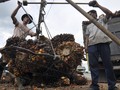 Negara Produsen Sawit Bersekutu Lontarkan Protes ke Uni Eropa