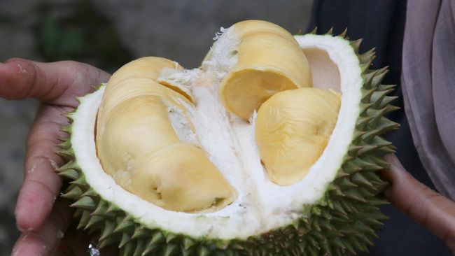 Download 58 Koleksi Gambar Durian Jantung  HD