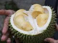 Buah yang Sebaiknya Dihindari saat Berbuka Puasa