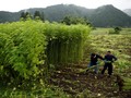 Budi Waseso Berharap Ganja Tak Lagi Ditanam di Aceh dan Sumut