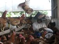 Peternak Kecil 'Terimpit' Harga Ayam