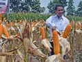 Kementan Kekeh Produksi Jagung Tahun Ini Surplus
