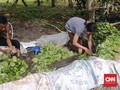 Mengejar Mimpi di Tanah Transmigrasi