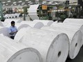 Sinar Mas-April Beli Kayu 'Tebang Habis' Hutan Djarum Group