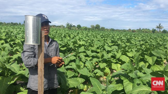 Tarif Cukai Naik, Petani dan Industri Rokok Bisa Merugi