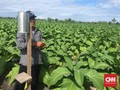 Centong, Penolong Petani Biar Untung