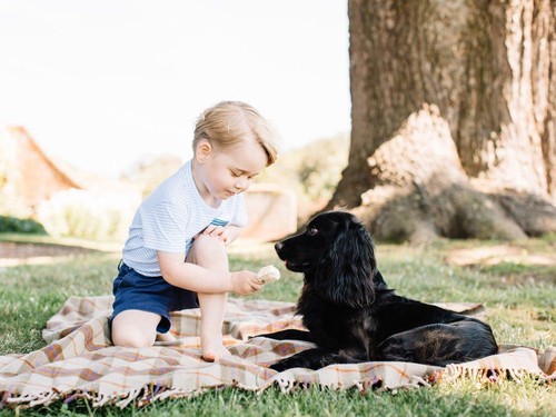Pangeran George Suapi Anjingnya Es Krim, Kate Middleton Dikritik Pangeran George Suapi Anjingnya Es Krim, Kate Middleton Dikritik