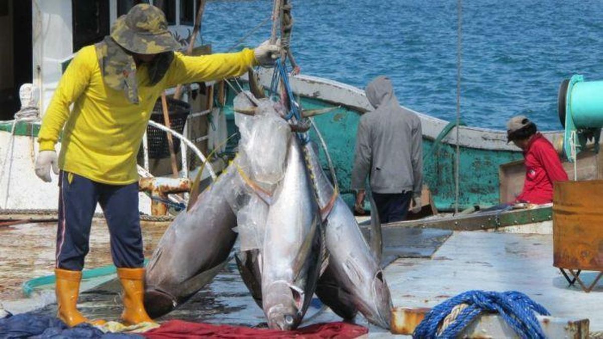 Kuota Tangkapan Bluefin Tuna buat RI Naik, Kini 1.670 Ton/ Tahun — NadiKabar.com
