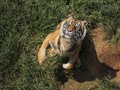 Identitas Petani Korban Serangan Harimau Terungkap
