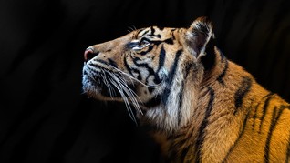 Jejak Harimau Terakhir di Indonesia