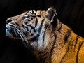 Jejak Harimau Terakhir di Indonesia