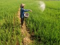 Subsidi Pupuk, Kelompok Tani Minta Kartu Tani Segera Dicetak