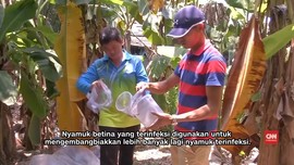 Pabrik Nyamuk Terbesar Dunia Lawan Virus Zika